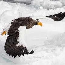 Photo:  Stellar Eagle takes flight